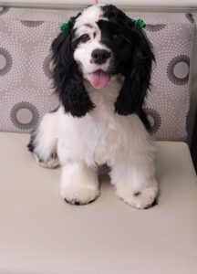 dog grooming philadelphia