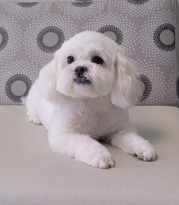 dog grooming wilmington de