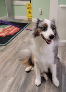 mobile dog grooming philadelphia