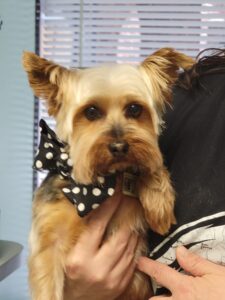 pet grooming wilmington de